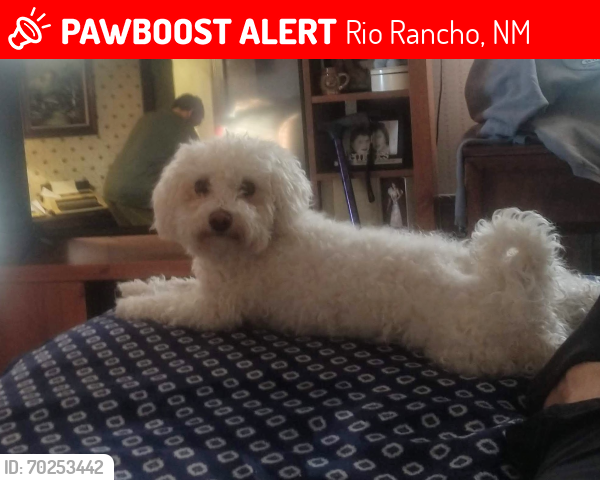 Lost Male Dog last seen Uncer and King near Cielo Azul elementary School in zrio rancho NM, Rio Rancho, NM 87124