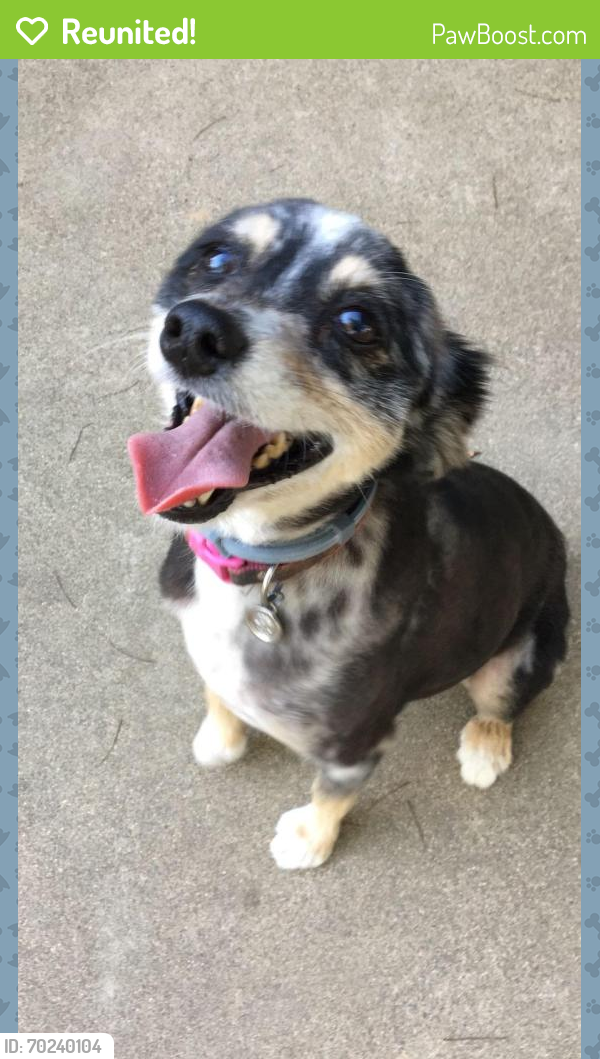 Reunited Female Dog in San Francisco, CA 94134 (ID: 70240104) | PawBoost