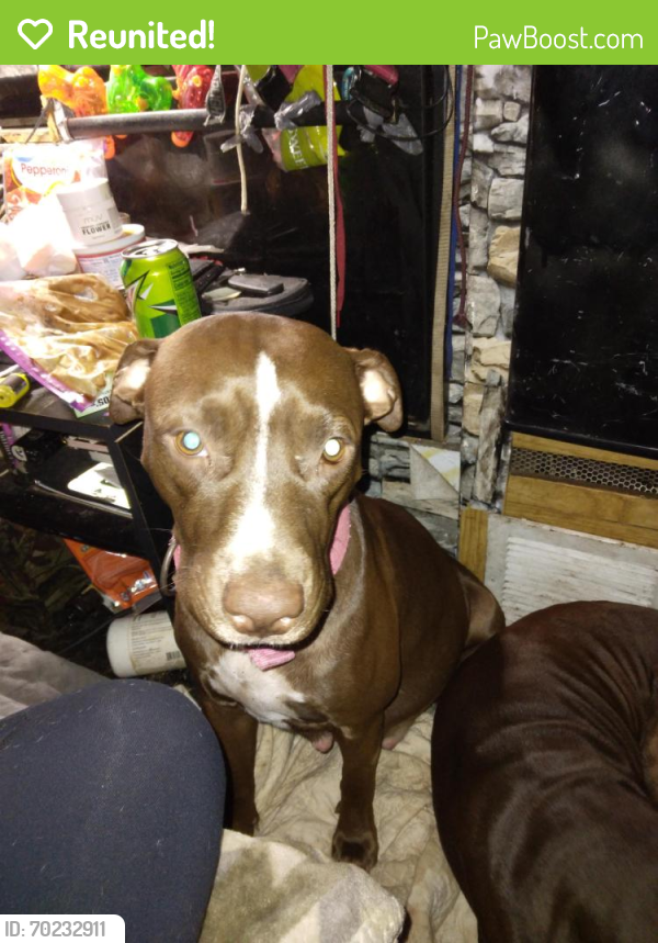 Reunited Female Dog last seen Near Rambler Ave, St Cloud, FL 34772, USA, St. Cloud, FL 34772