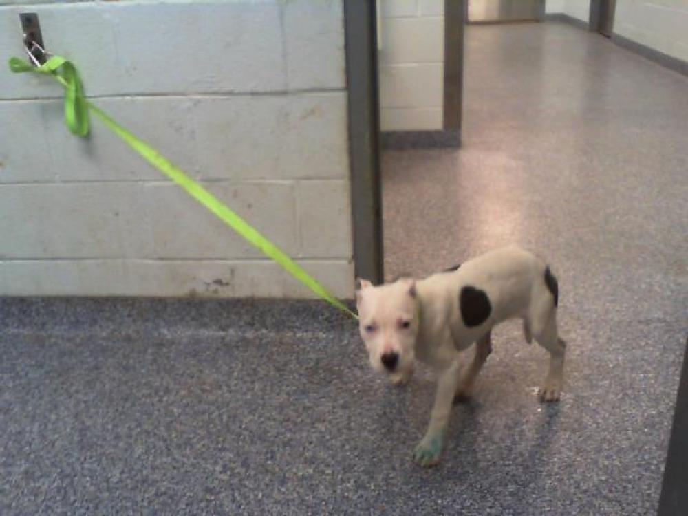 Shelter Stray Female Dog last seen CHARLOTTE, Charlotte, NC 28217