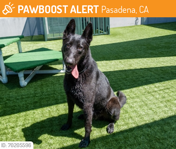 Shelter Stray Male Dog last seen WOODBURY & LINCOLN, Pasadena, CA 91105