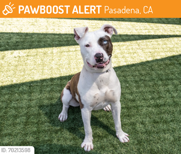 Shelter Stray Female Dog last seen CUMBERLAND AND GRANDVIEW, Pasadena, CA 91105