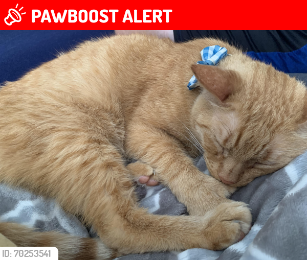 Lost Male Cat last seen Sycamore Ln and Derby Rd  Sycamore Lodge Campground, Richmond County, NC 27281