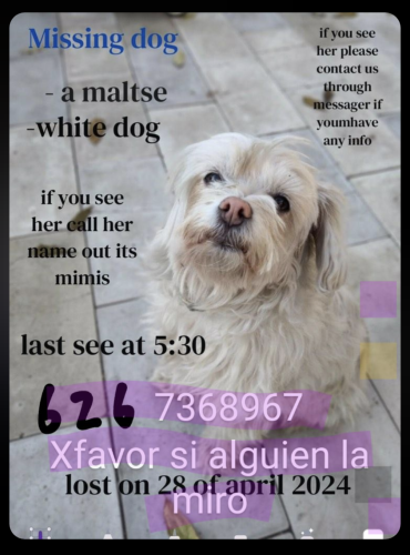Lost Female Dog last seen Ramona/Francisquito , Baldwin Park, CA 91706