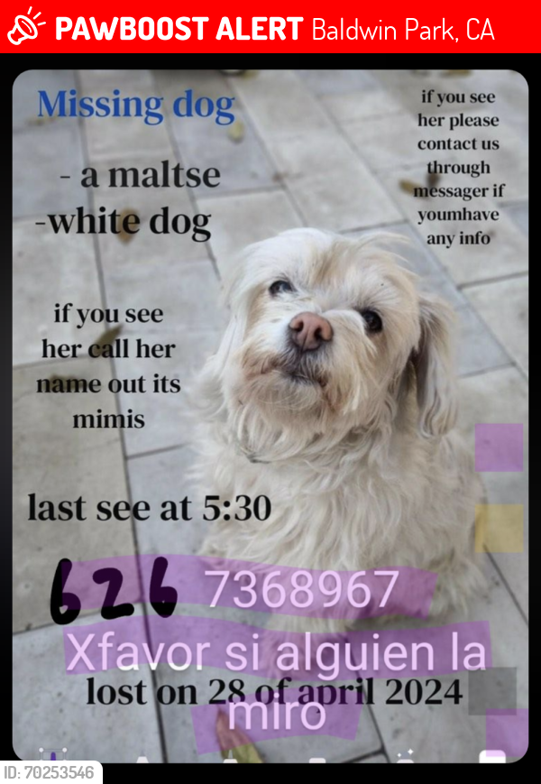 Lost Female Dog last seen Ramona/Francisquito , Baldwin Park, CA 91706