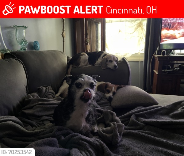 Lost Female Dog last seen Near Lafayette ave, Cincinnati, OH 45246