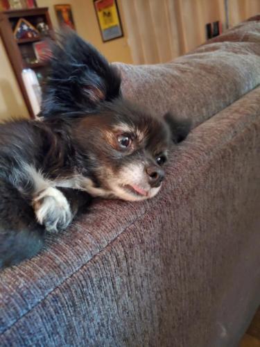 Lost Female Dog last seen 55th Ave and Cholla, Glendale, AZ 85304