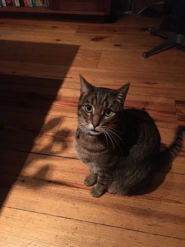Lost Male Cat last seen Fountain Avenue and North Orange Grove Ave (one block east of Fairfax), West Hollywood, CA 90046