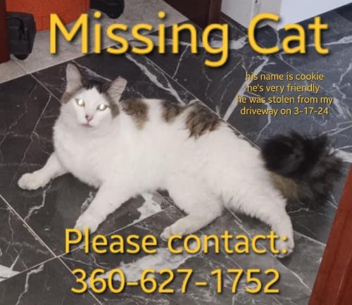 Lost Male Cat last seen anderson hill, Silverdale, WA 98383