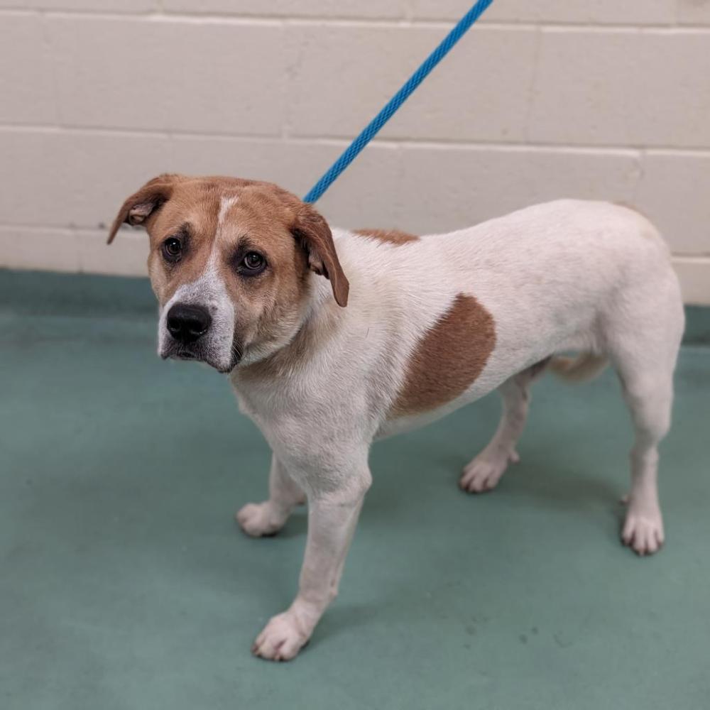 Shelter Stray Male Dog last seen , Memphis, TN 38133
