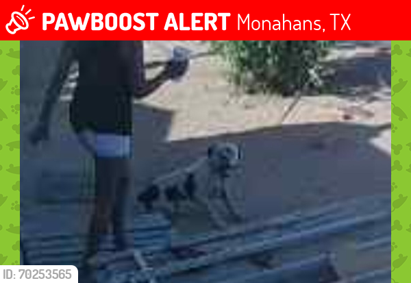 Lost Male Dog last seen STOCKTON ST, Monahans, TX 79756