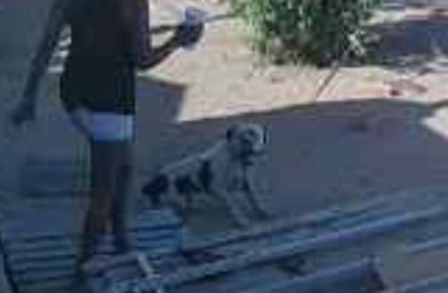Lost Male Dog last seen STOCKTON ST, Monahans, TX 79756