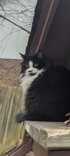 Lost Female Cat last seen Cary Parkway and Lake Pine , Cary, NC 27511