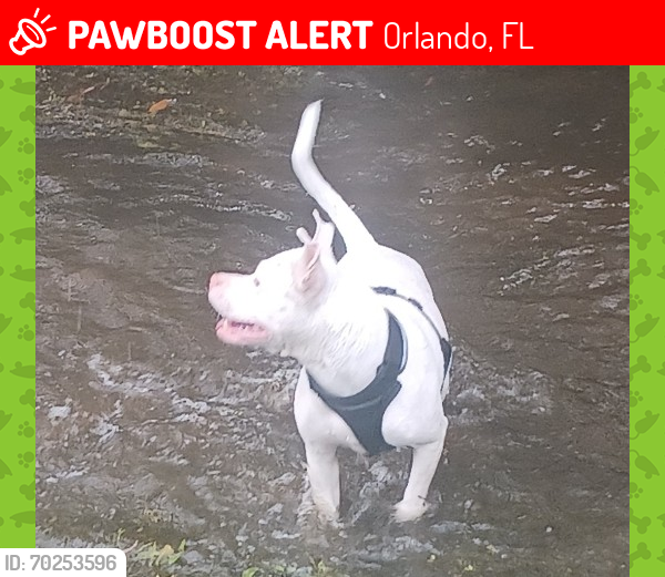 Lost Female Dog last seen Hwy 50 East and Bonnieville , Orlando, FL 32826