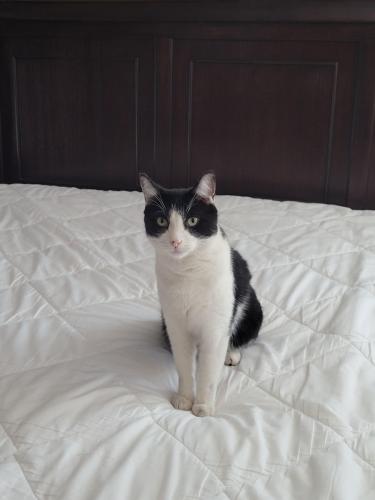 Lost Male Cat last seen Fort Apache & W Meranto Ave., Las Vegas, NV 89178