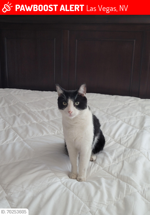 Lost Male Cat last seen Fort Apache & W Meranto Ave., Las Vegas, NV 89178