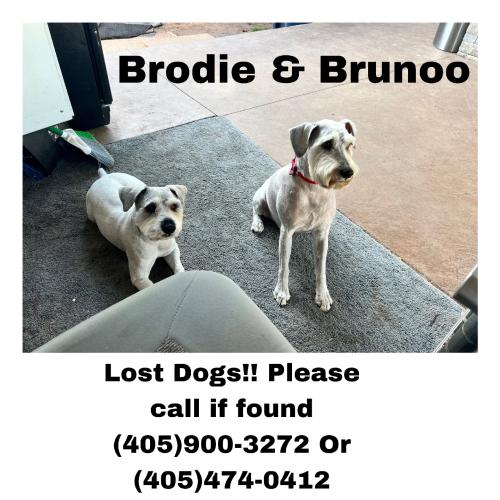 Lost Male Dog last seen Near Mckinley Ave, Oklahoma City, OK 73114