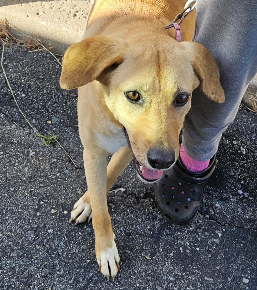 Shelter Stray Female Dog last seen Martincoit Road, Poway, CA, 92064, San Diego, CA 92110
