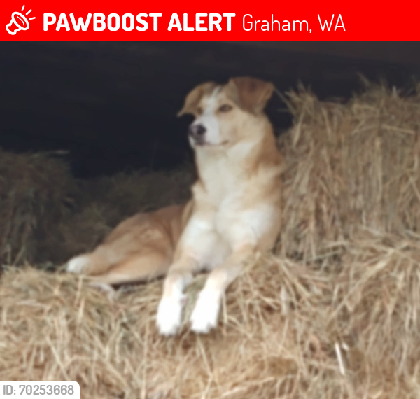 Lost Female Dog last seen Near st graham, Graham, WA 98338