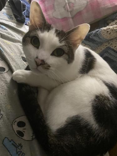 Lost Male Cat last seen Hartranft Blvd and Swede Rd, East Norriton, PA 19401