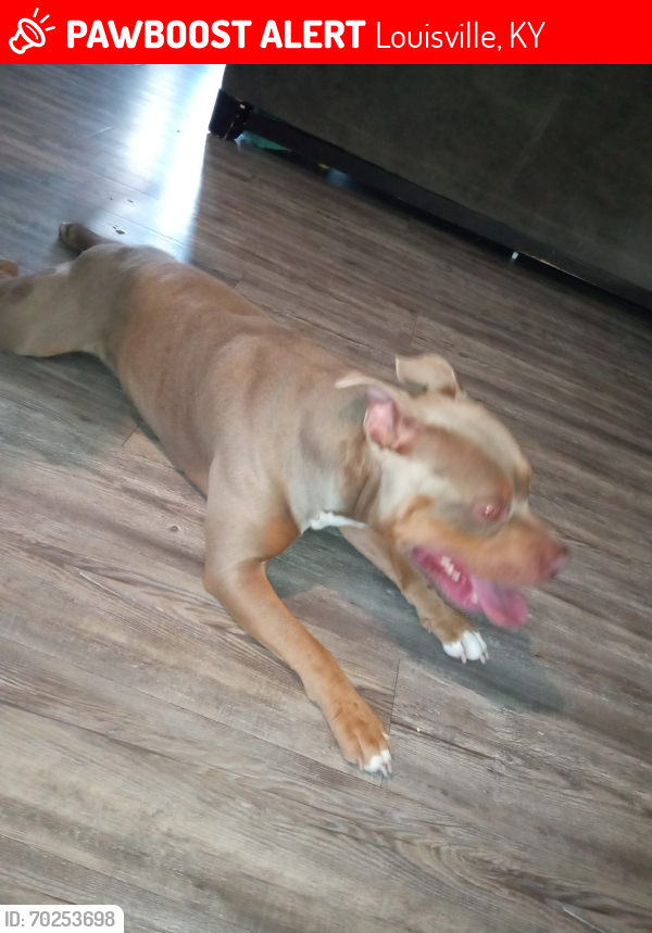 Lost Male Dog last seen 22nd and dumesnil st Louisville , Louisville, KY 40210