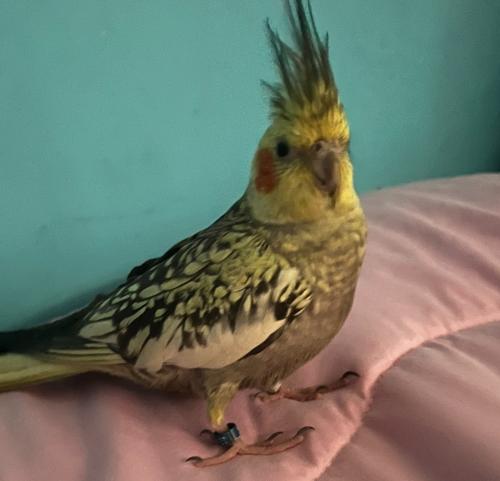 Lost Unknown Bird last seen (Fort Totten park) (North Capitol)(Northwood Gardens)(Ft Totten apartments)(McKinely Apartments), Washington, DC 20011