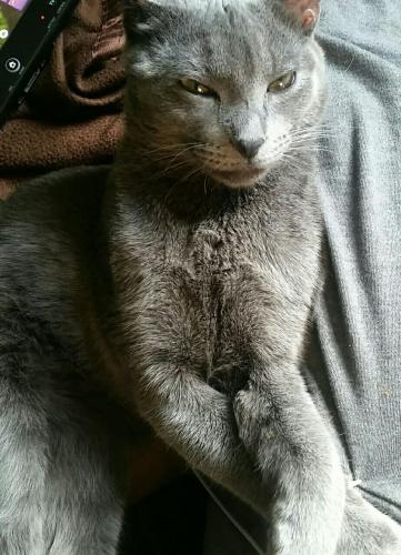 Lost Male Cat last seen Whispering Woods Circle, Heggs Road, Plainfield, IL 60585