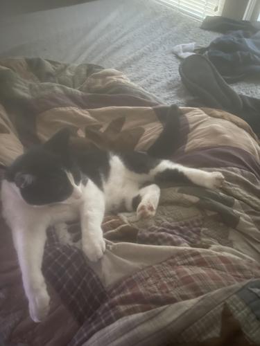 Lost Male Cat last seen Off Robinson between Porter and 12th st, Norman, OK 73071