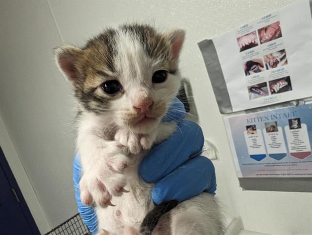 Shelter Stray Male Cat last seen Near BLOCK PEARL ST, BAKERSFIELD CA 93305, Bakersfield, CA 93308