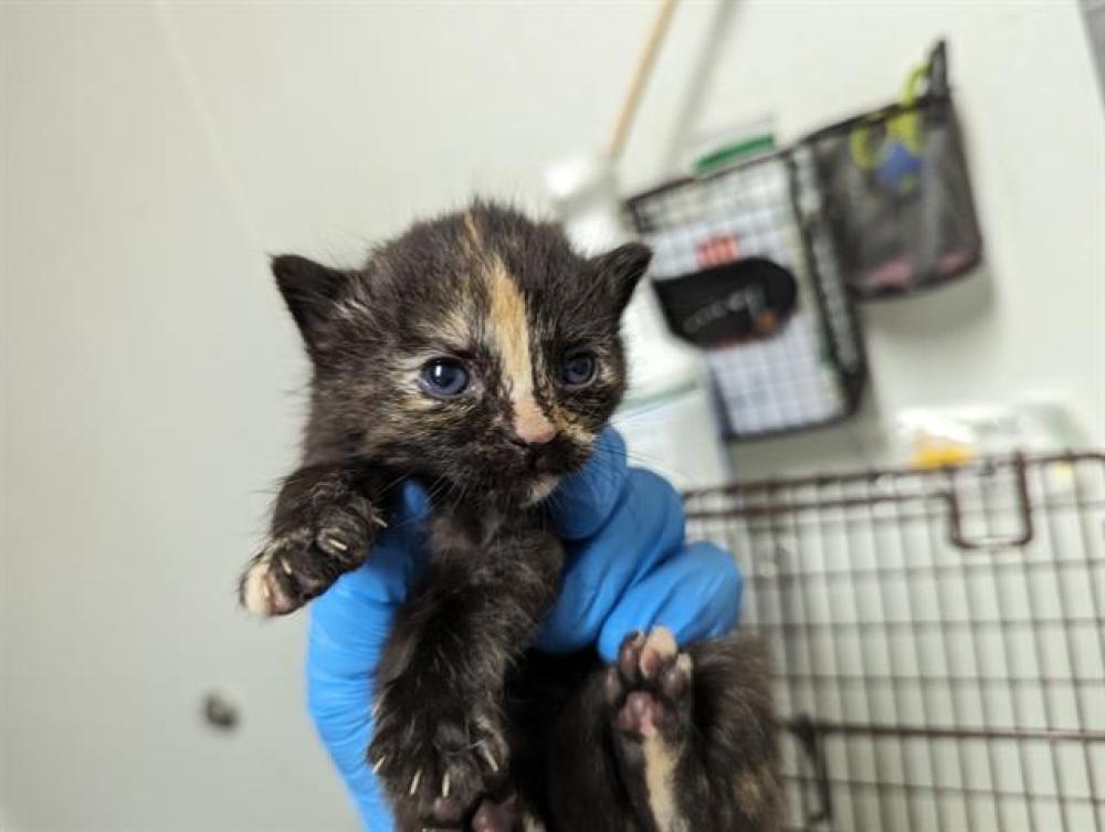 Shelter Stray Female Cat last seen Near BLOCK PEARL ST, BAKERSFIELD CA 93305, Bakersfield, CA 93308