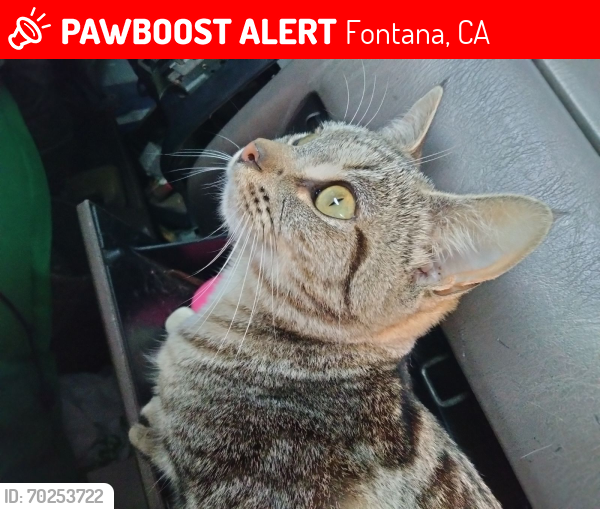Lost Male Cat last seen Gas station at corner of locust and foothill in fontana, Fontana, CA 92335