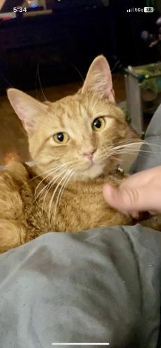 Lost Male Cat last seen Near Strout and 22&3, Morrow, OH 45152