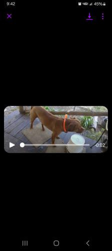 Lost Male Dog last seen Munson hwy, Santa Rosa County, FL 32570