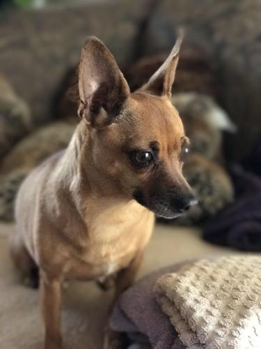 Lost Female Dog last seen Yale and 2nd St , Claremont, CA 91711