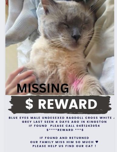 Lost Male Cat last seen Kingston queensland , Kingston, QLD 4114