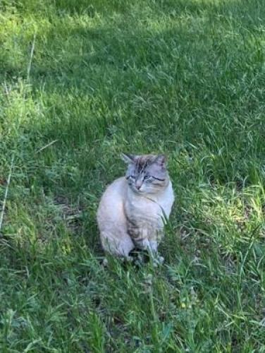 Lost Male Cat last seen Near hwy 71, Cedar Creek, TX 78612