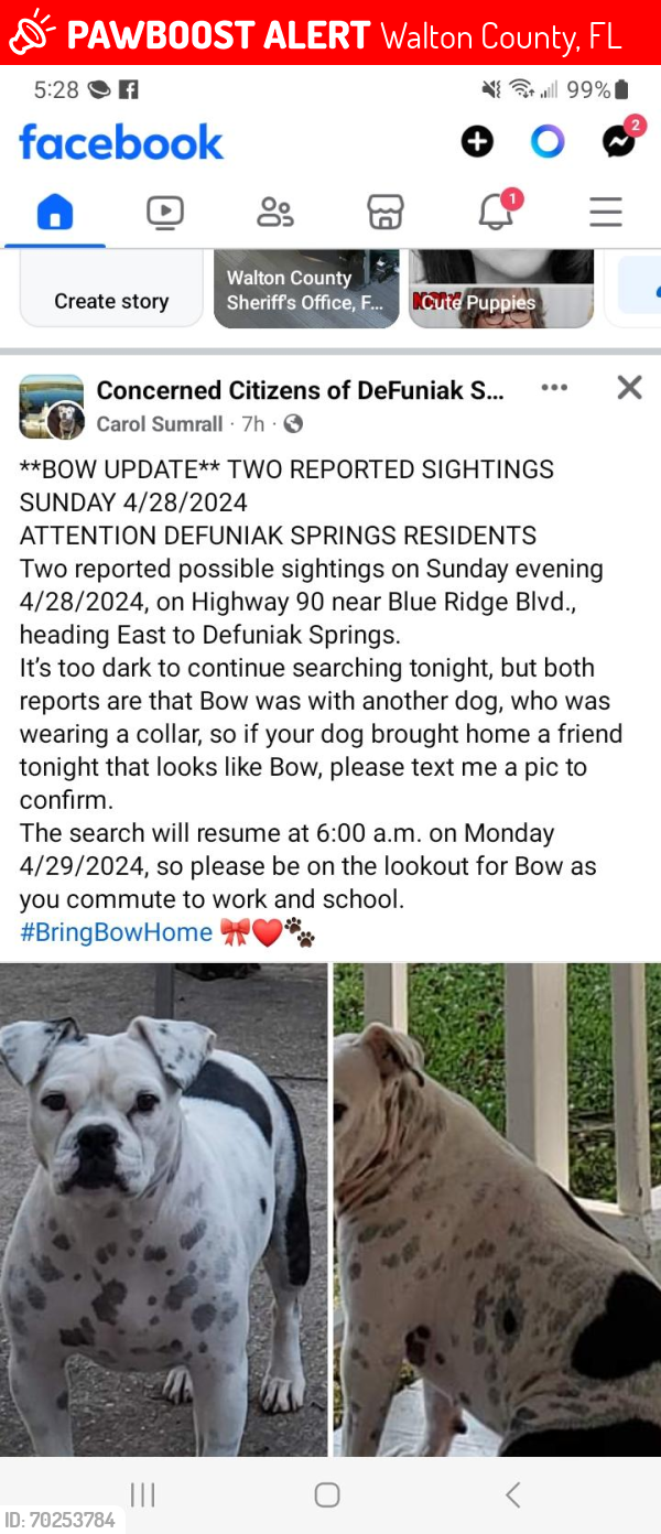 Lost Unknown Dog last seen Blue ridge and hwy 90, Walton County, FL 32433