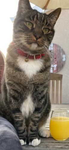 Lost Male Cat last seen Ruby street, pv blvd, bishop Montgomery school and sump , Torrance, CA 90503