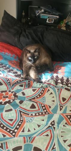 Lost Female Cat last seen Elizabeth Ave and Pennsylvania ave, Saint Francis, WI 53235