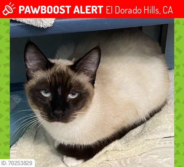 Lost Female Cat last seen Lakehills, El Dorado Hills, CA 95762