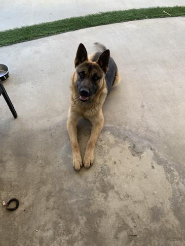 Lost Male Dog last seen Indian Canyon & Mission Lakes Blvd, Desert Hot Springs, CA, Desert Hot Springs, CA 92240