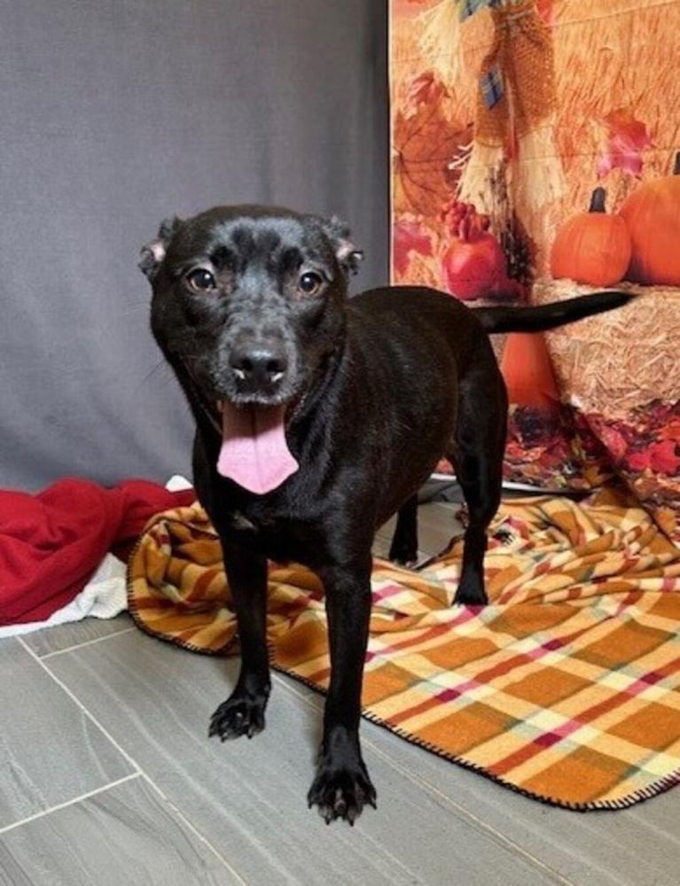 Shelter Stray Female Dog last seen Near Vatican Road, CARENCRO, LA, 70520, Lafayette, LA 70507