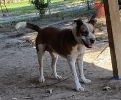 Lost Male Dog last seen Near , Tyler, TX 75704