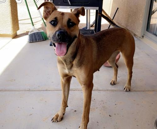 Lost Female Dog last seen King Street and Stone , Tucson, AZ 85705