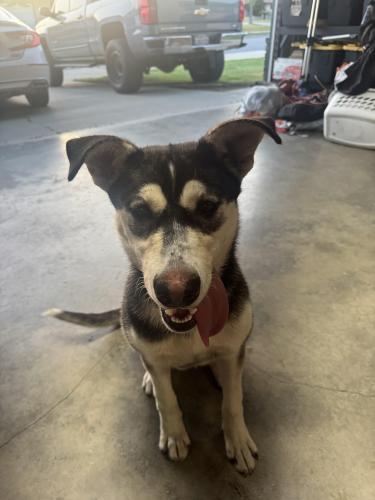 Lost Female Dog last seen San Bernardino ave and marygold , Bloomington, CA 92316