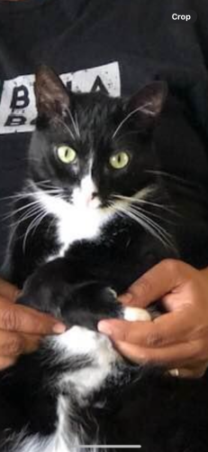 Lost Female Cat last seen Stater bros poway, Poway, CA 92064