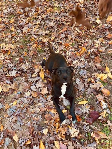 Lost Female Dog last seen Between umstead rd. & st. Mary’s , Eno Valley, NC 27712
