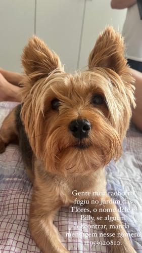 Lost Male Dog last seen Osasco, Jardim das Flores, SP 