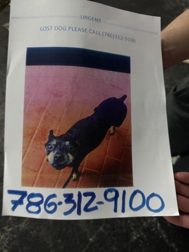 Lost Female Dog last seen Tamarac, Tamarac, FL 33068