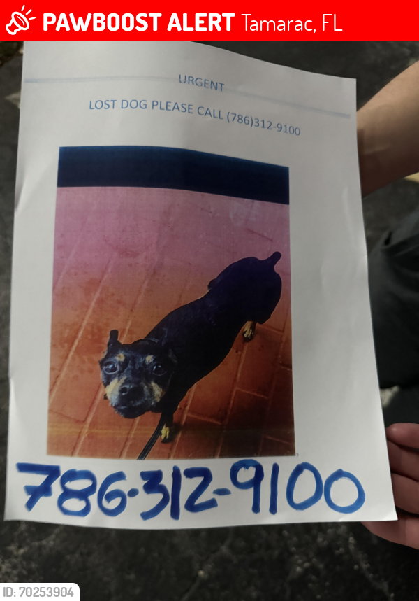 Lost Female Dog last seen Tamarac, Tamarac, FL 33068